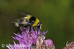 Hummel-Gebirgsschwebfliege (Sericomyia bombiformis) an Sumpf-Kratzdistel (Cirsium palustre) (C229449)