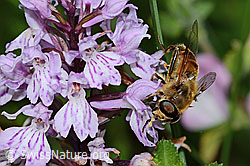Mistbiene (Eristalis tenax) auf Fuchs