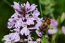 Mistbiene (Eristalis tenax) auf Fuchs