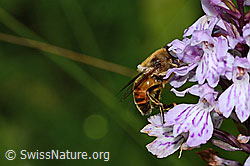Mistbiene (Eristalis tenax) auf Fuchs