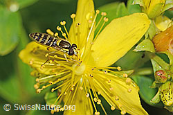 Gewöhnliche Langbauchschwebfliege (Sphaerophoria scripta) auf Geflecktem Johanniskraut (Hypericum maculatum) (26.06.2022, C229475)