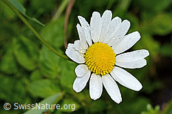 Gewöhnliche Wiesen-Margerite (Leucanthemum vulgare) (26.06.2022, C229482)
