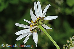 Gewöhnliche Wiesen-Margerite (Leucanthemum vulgare) (26.06.2022, C229488)