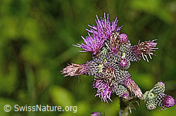 Sumpf-Kratzdistel (Cirsium palustre) (26.06.2022, C229490)