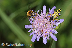 Gefleckter Schmalbock (Rutpela maculata) auf Wald-Witwenblume (Knautia dipsacifolia) (C229494)