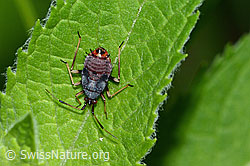 Rote Weichwanze (Deraeocoris ruber) (26.06.2022, C229503)