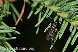 Wespe aus der Familie Cephidae (Halmwespen) (26.06.2022, C229507)