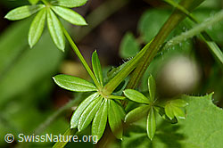 Weisses Labkraut (Galium album) (26.06.2022, C229556)