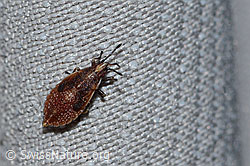 Cymus glandicolor (Wanze) (26.06.2022, C229557)