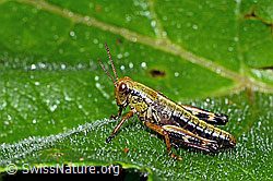 Photo: Miramella alpina