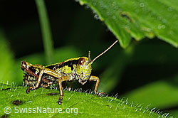 Photo: Miramella alpina