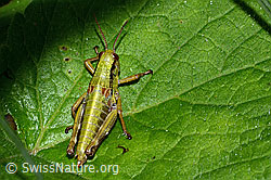 Photo: Miramella alpina