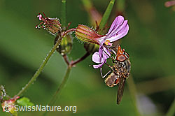 Gemeine Schnauzenschwebfliege (Rhingia campestris) auf Ruprechtskraut (Geranium robertianum) (26.06.2022, C229609)