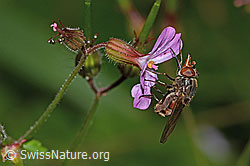 Gemeine Schnauzenschwebfliege (Rhingia campestris) auf Ruprechtskraut (Geranium robertianum) (C229610) Gemeine Schnauzenschwebfliege (Rhingia campestris) auf Ruprechtskraut (Geranium robertianum) (C229610)