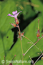 Geranium robertianum (C229623)