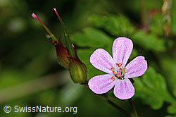 Geranium robertianum (C229625)