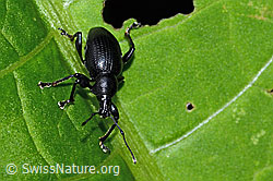 Schwarzbeiniger Dickmaulrüssler (Otiorhynchus morio) (C229632)