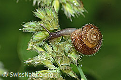 Seidenhaarschnecke (Trochulus sericeus) (C229647)