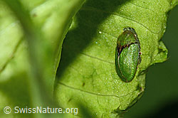 Distelschildkäfer (Cassida rubiginosa) (C229650)