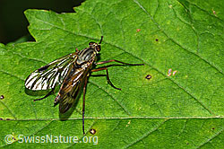 Foto: Gemeine Schnepfenfliege (Rhagio scolopaceus)
