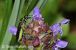 Grünschwarze Blattwespe (Tenthredo mesomela) an Gemeiner Brunelle (Prunella vulgaris) (C229735) Grünschwarze Blattwespe (Tenthredo mesomela) an Gemeiner Brunelle (Prunella vulgaris) (C229735)