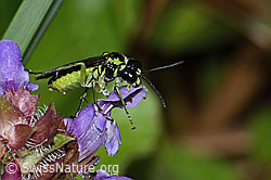 Grünschwarze Blattwespe (Tenthredo mesomela)