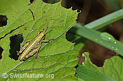 Photo: Miramella alpina