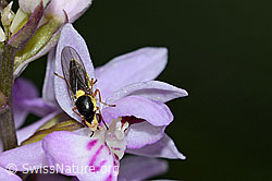 Epichlorops puncticollis (Halmfliege) auf Fuchs