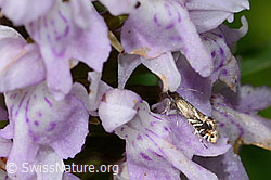 Glyphipterix simpliciella auf Fuchs