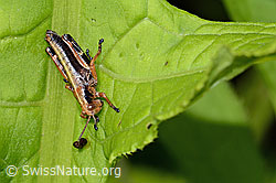 Photo: Miramella alpina