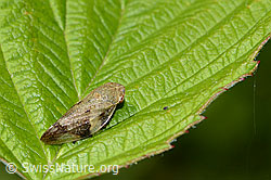 Erlenschaumzikade (Aphrophora alni) (C229810)