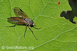 Foto: Gemeine Schnepfenfliege (Rhagio scolopaceus)