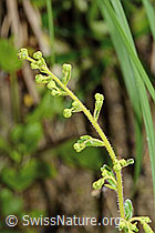 Photo: Saxifraga mutata