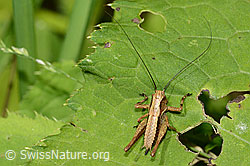 Gewöhnliche Strauchschrecke (Pholidoptera griseoaptera) (C229895)