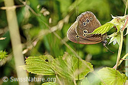 Brauner Waldvogel (Aphantopus hyperantus) (C229922) Brauner Waldvogel (Aphantopus hyperantus) (C229922)