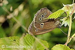 Brauner Waldvogel (Aphantopus hyperantus) (26.06.2022, C229923)