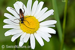 Photo: Stenurella melanura on Leucanthemum vulgare