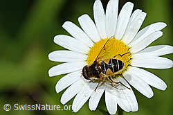 Mistbiene (Eristalis tenax) auf Gewöhnlicher Wiesen-Margerite (Leucanthemum vulgare) (26.06.2022, C229931)