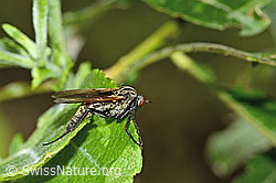 Gewürfelte Tanzfliege (Empis tesselata) (26.06.2022, C229948)