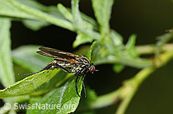 Gewürfelte Tanzfliege (Empis tesselata) (C229955)