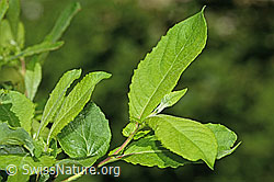 Graue-Weide (Salix cinerea) (C229958) Graue-Weide (Salix cinerea) (C229958)