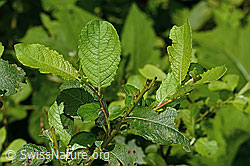 C229962: Graue-Weide (Salix cinerea)