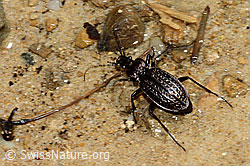 Körniger Laufkäfer (Carabus granulatus) (26.06.2022, C229972)