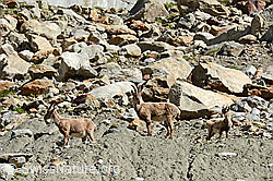Foto: Steingeissen und Kitz (Capra ibex)