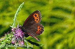 Weissbindiger Mohrenfalter (Erebia ligea) auf Sumpf-Kratzdistel (Cirsium palustre) (C230804)