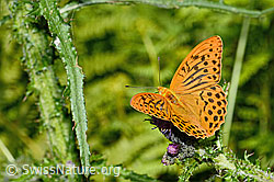 Kaisermantel (Argynnis paphia)