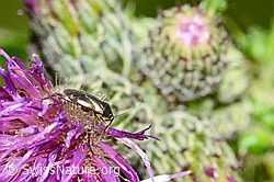 Braunschwarze Nesselweichwanze (Plagiognathus arbustorum) auf Blatt einer Sumpf-Kratzdistel (Cirsium palustre)