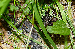 Körniger Laufkäfer (Carabus granulatus) (C231062)