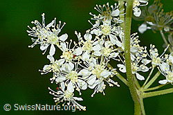 Moor-Geissbart (Filipendula ulmaria) (03.07.2022, C231074)