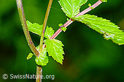 Moor-Geissbart (Filipendula ulmaria) (C231076) Moor-Geissbart (Filipendula ulmaria) (C231076)